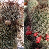 Mammillaria armillata (brownish-black sp.) El Cabo, BC, Mexico JLcoll.2522.jpg